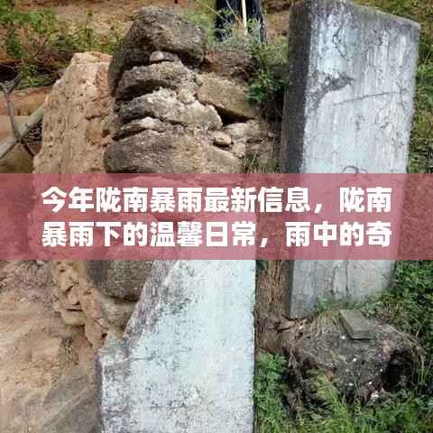 陇南暴雨下的温馨日常,雨中奇遇与家的温暖最新报道