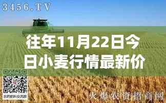 11月22日小麦行情深度解析,最新价格与市场影响力回顾