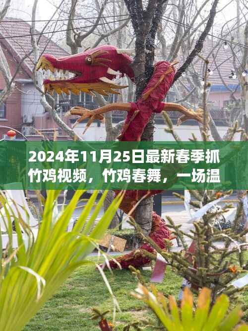 竹鸡春舞，2024年春季抓竹鸡视频，欢乐抓鸡之旅纪实