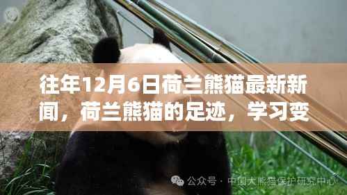 荷兰熊猫足迹,学习变化与乐观的力量,最新新闻追踪