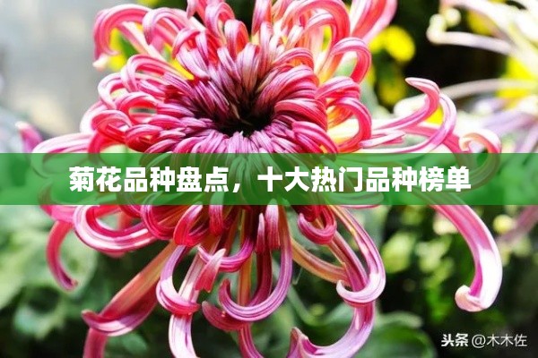 菊花品种盘点,十大热门品种榜单