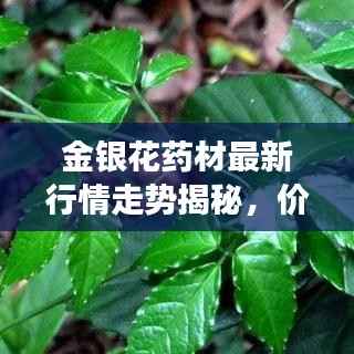 金银花药材最新行情走势揭秘,价格动态与市场趋势分析