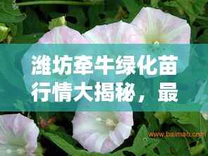 潍坊牵牛绿化苗行情大揭秘,最新价格分析与趋势预测