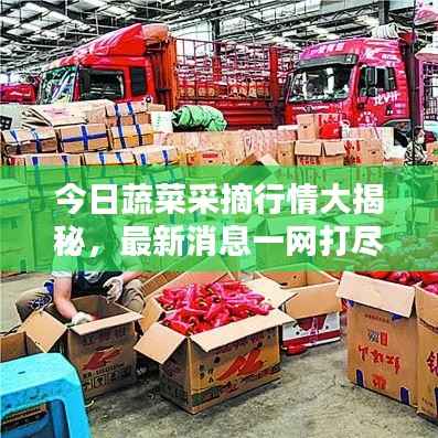 今日蔬菜采摘行情大揭秘,最新消息一网打尽